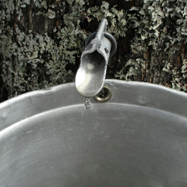 What Are the Benefits of a Birch Sap Cleanse?
