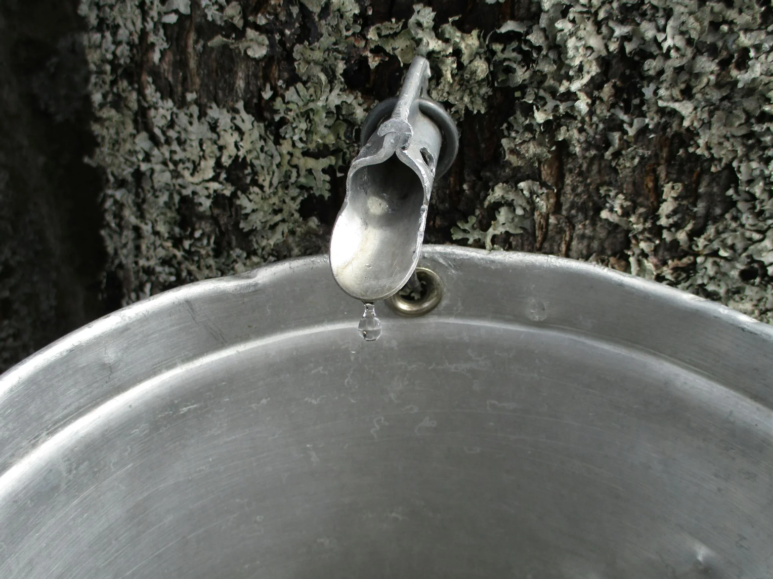 Pourquoi faire une cure de sève de bouleau ?