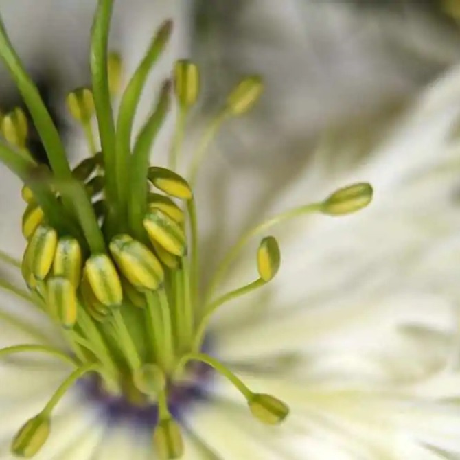 Les bienfaits de l’huile de Nigelle pour le visage