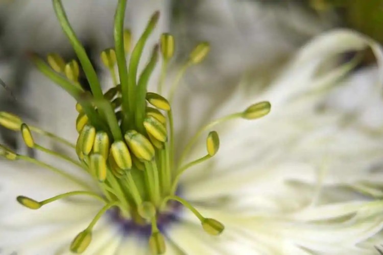 Les bienfaits de l’huile de Nigelle pour le visage