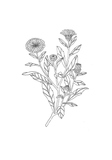 Calendula