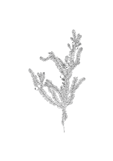 Camarine Noire