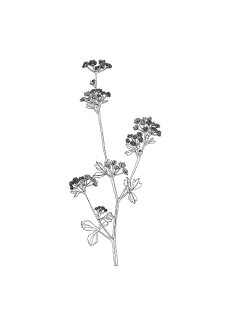 Centella Asiatica