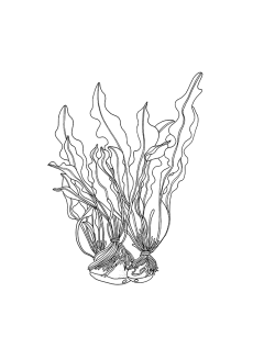 Chlorella