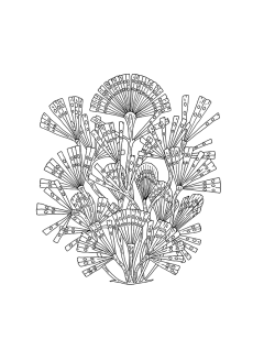 Diatomées