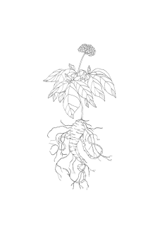 Ginseng