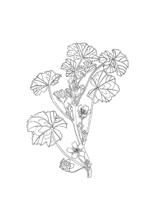 Guimauve Officinale