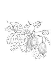 Kiwi