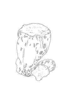 Poria Cocos