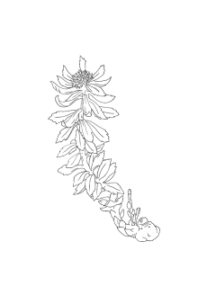 Rhodiola
