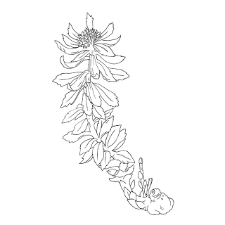 Rhodiole