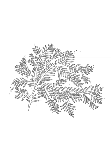 Thermus Thermophilus