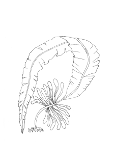 Wakame Atlantique