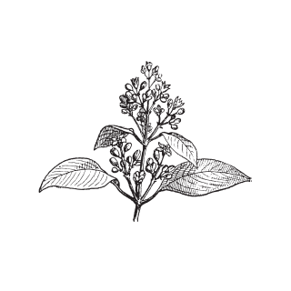 Bois de Santal