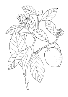 Lemon (essential oil)